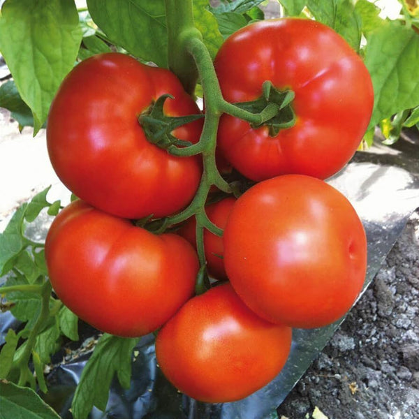 Tomato 