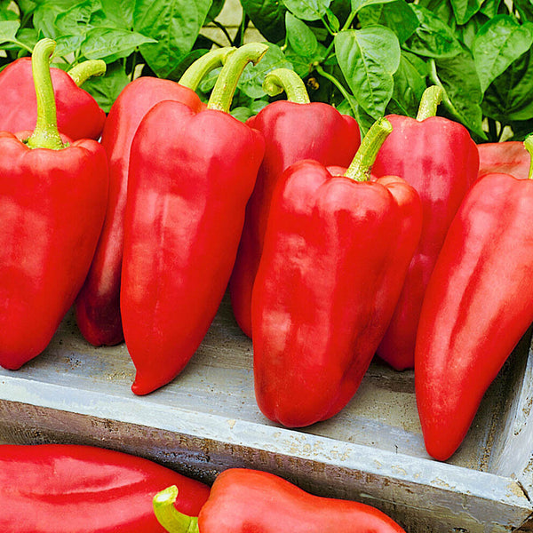 Chilli 