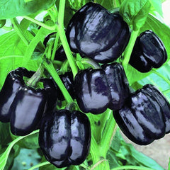 Bell Pepper 