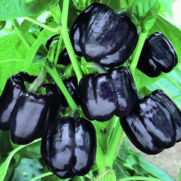 Bell Pepper 