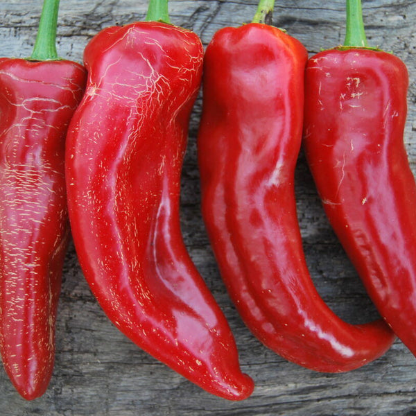 Chilli 
