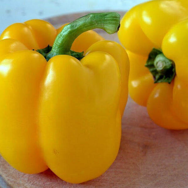 Bell Pepper 