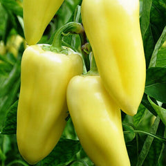 Chilli 