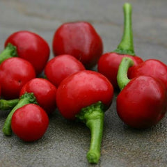 Chilli 