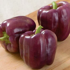 Bell Pepper 