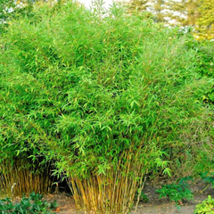Bamboo 