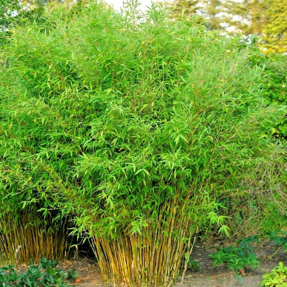 Bamboo " Umbrella  " Exotic 40 Tree Seeds