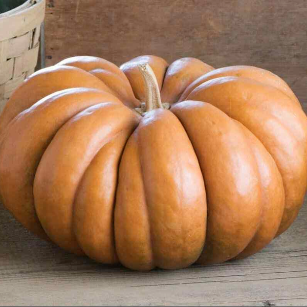 Pumpkin 