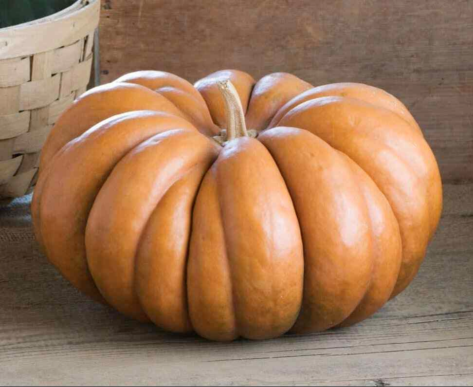 Pumpkin " Musquee De Provence  " Exotic 10 Vegetable Seeds