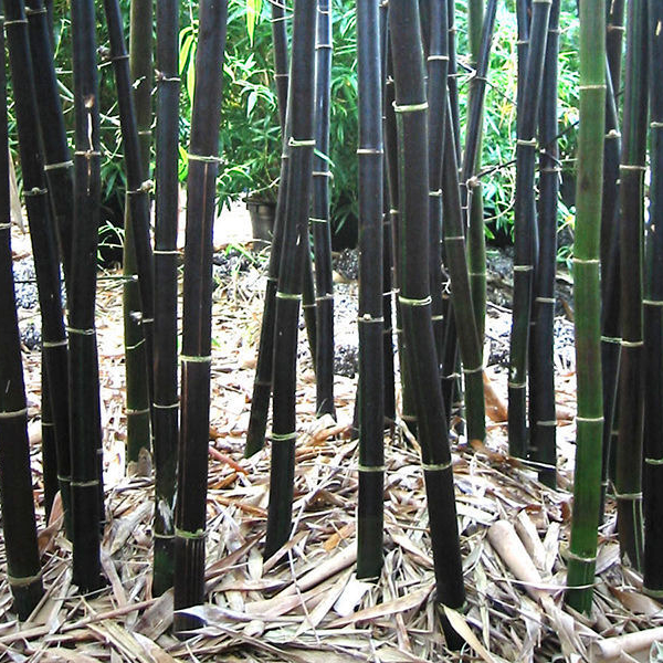 Bamboo 