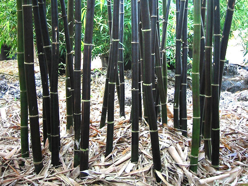 Bamboo 