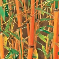 Bamboo 