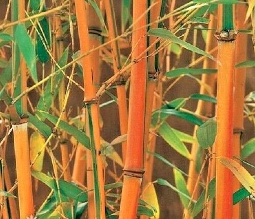 Bamboo 