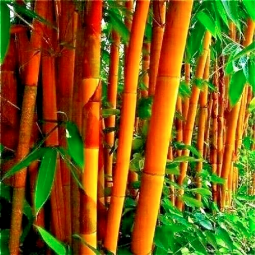 Bamboo 