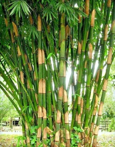 Bamboo 