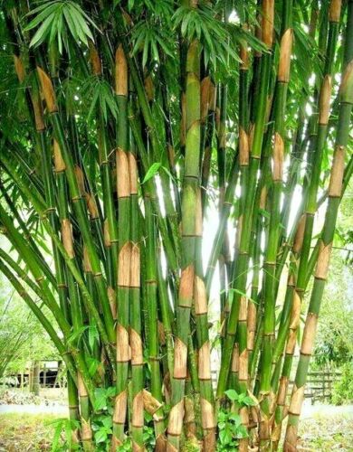 Bamboo " Striped  " Exotic 40 Tree Seeds