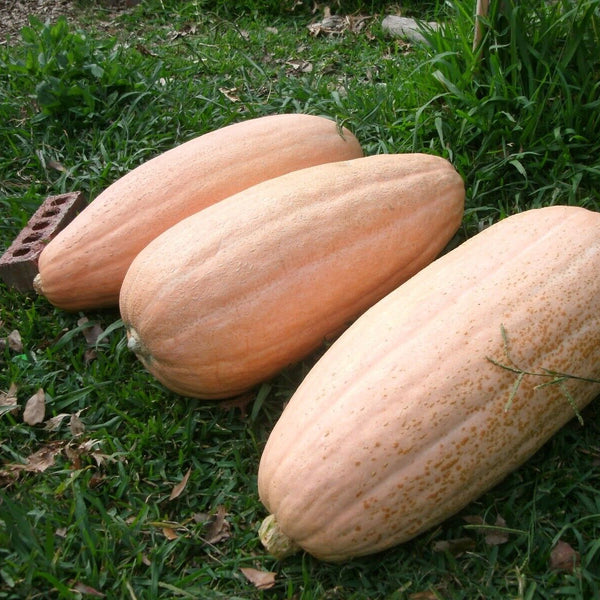 Pumpkin 