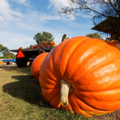 Pumpkin 