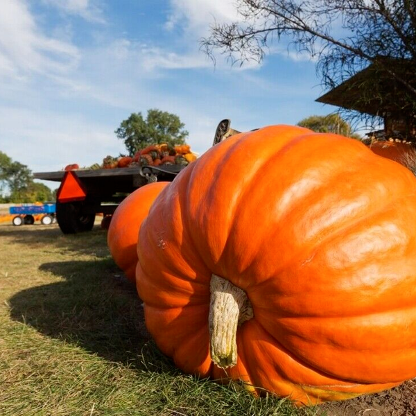 Pumpkin 