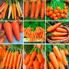 Carrot 