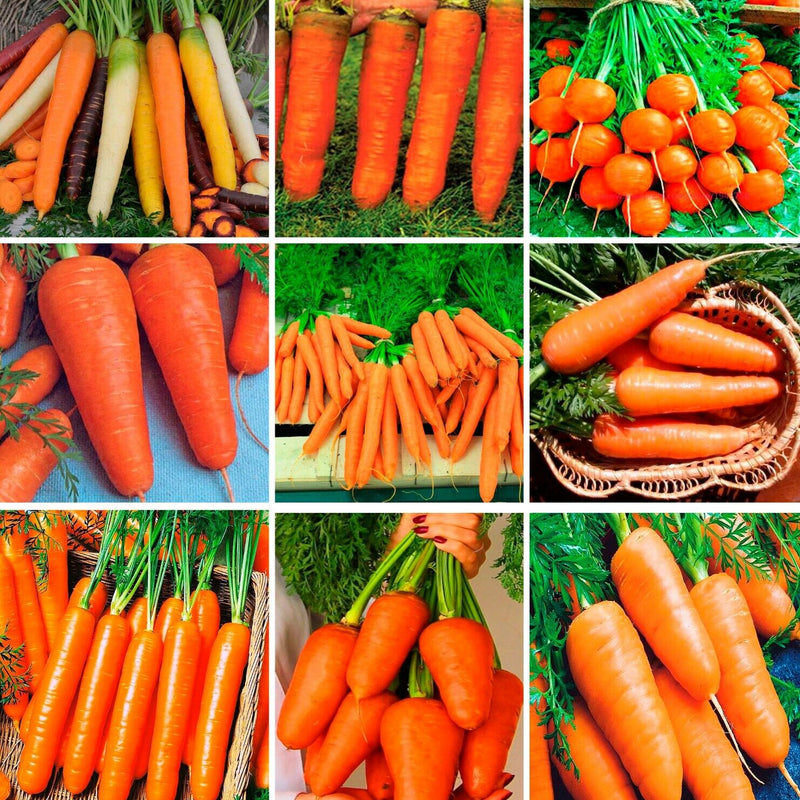 Carrot 