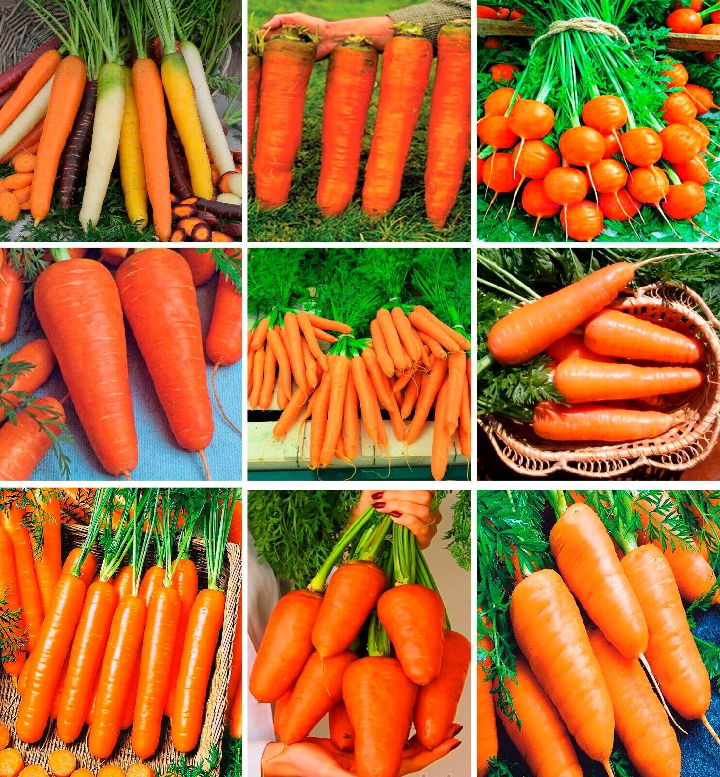 Carrot " Rainbow Mix  " Exotic 40 Vegetable Seeds