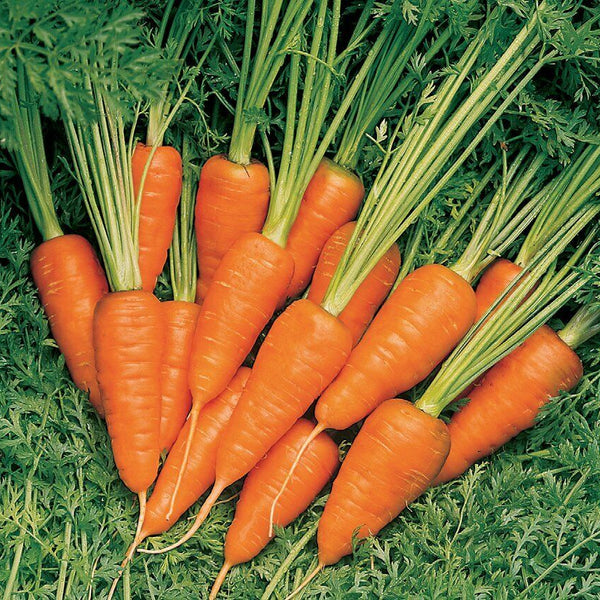 Carrot 