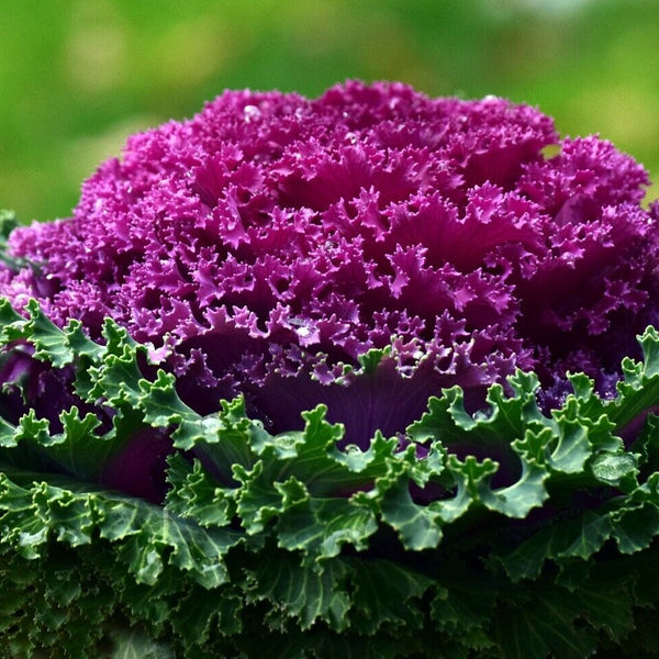 Kale 