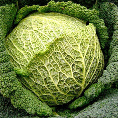 Cabbage 