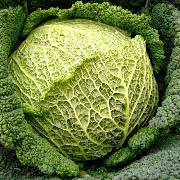Cabbage 
