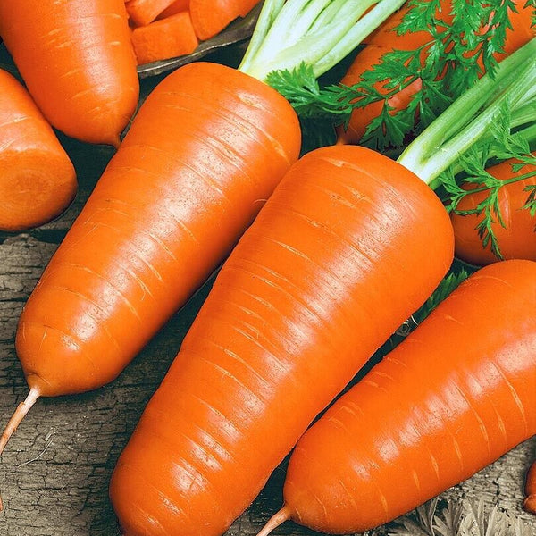 Carrot 