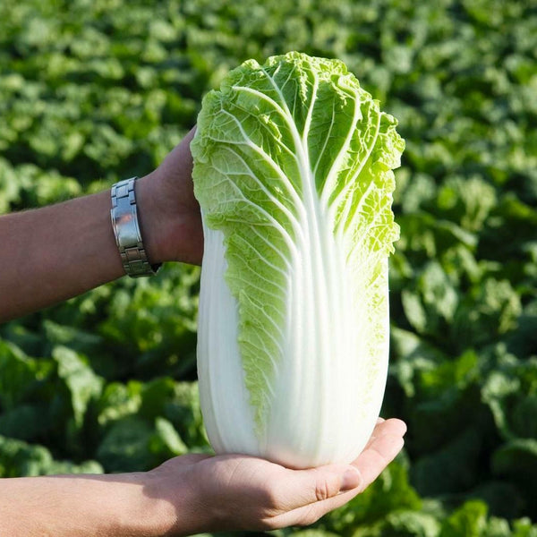 Cabbage 