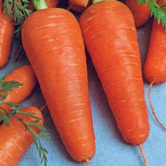 Carrot 