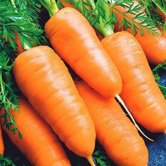 Carrot 