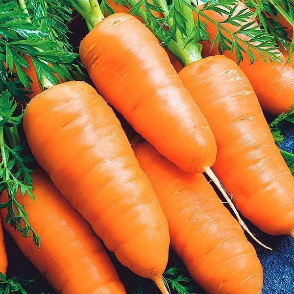 Carrot 