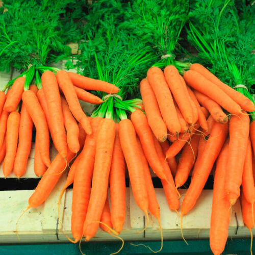 Carrot " Autumn Queen  " Exotic 40 Vegetable Seeds