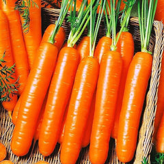 Carrot 