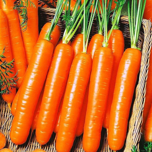 Carrot 