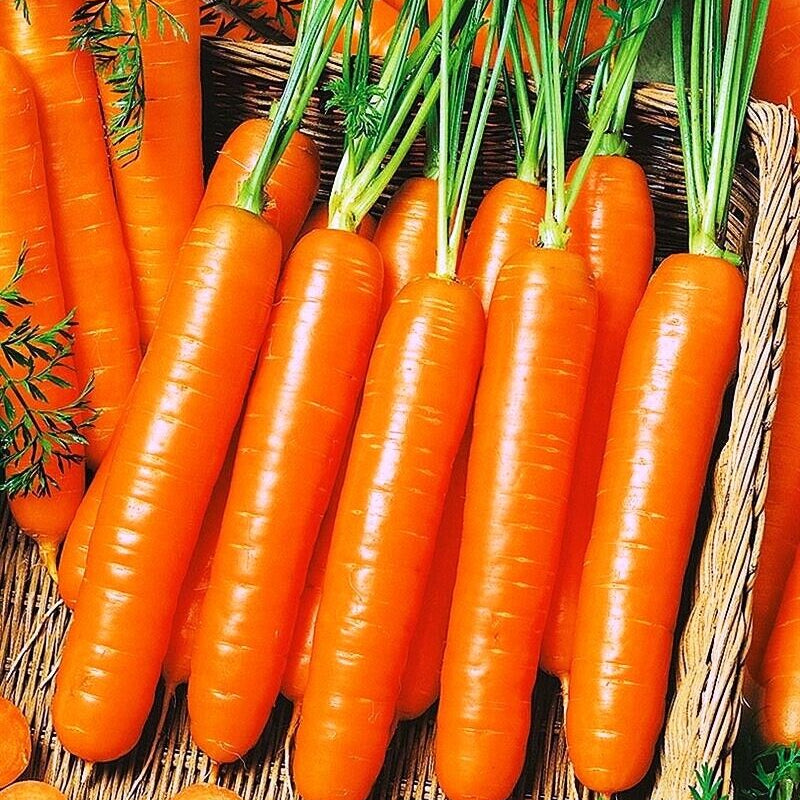 Carrot 