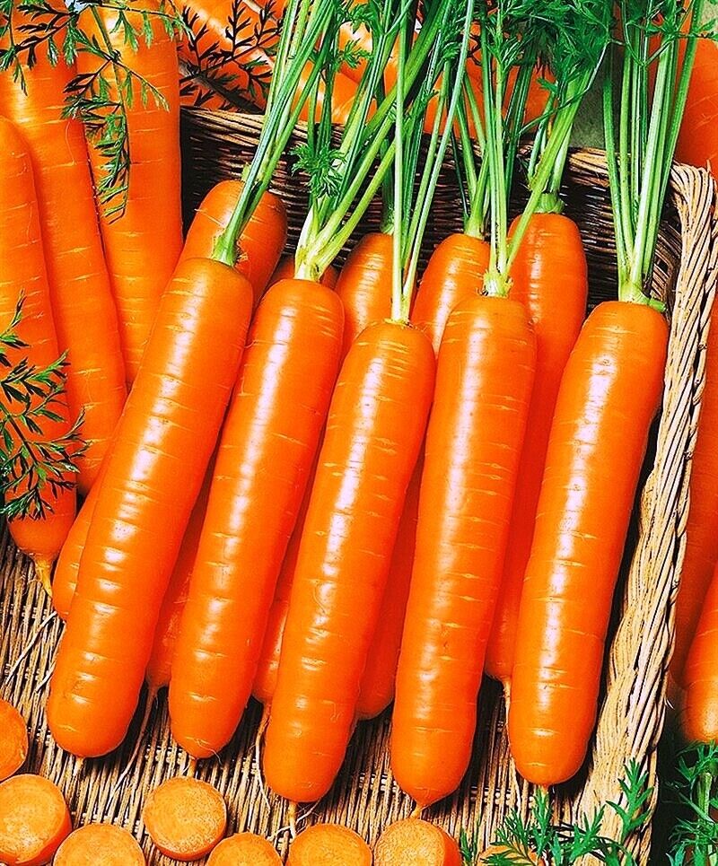 Carrot " Trophy  " Exotic 40 Vegetable Seeds