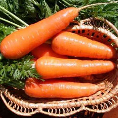 Carrot 