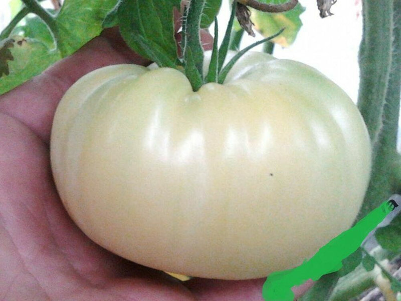 Tomato 