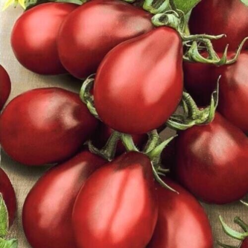 Tomato 
