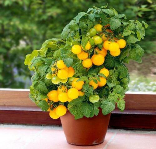 Tomato " Dwarf Yellow  " Exotic 100 Vegetable Seeds