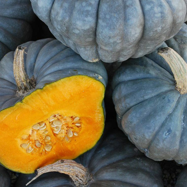 Pumpkin 