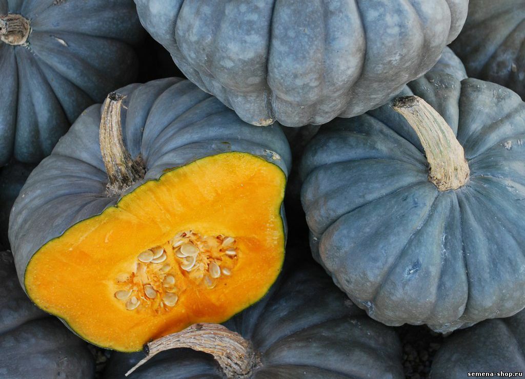 Pumpkin " Blue Giant  " Exotic 10 Vegetable Seeds