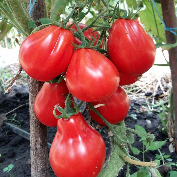 Tomato 