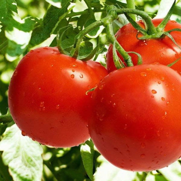 Tomato 