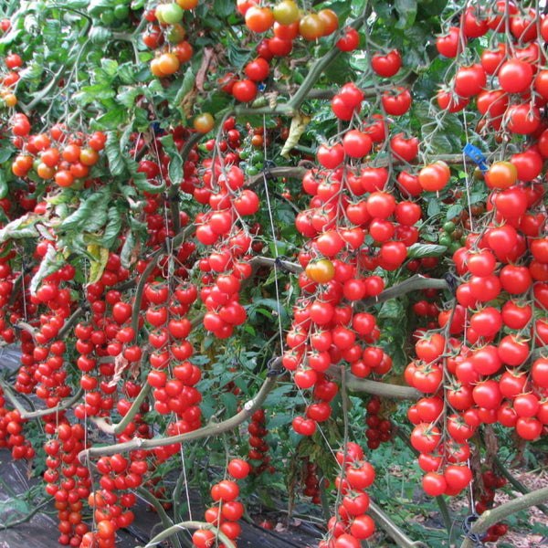 Tomato 