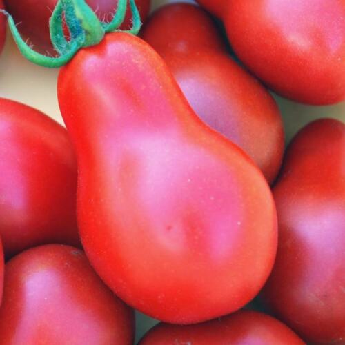 Tomato 